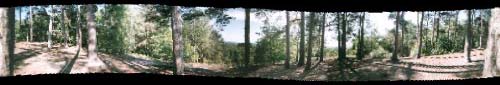 Panoramic image of a woodland scene shot without keeping the camera level